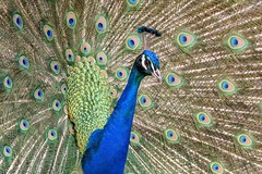 Peacock (explored #4)