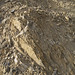 Structurally-overturned limestones (Devonian; Elliott Highway roadcut, near Livengood, Alaska, USA) 2