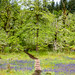 20220514-Oregon_West_Linn_Carnassia_Nature_Preserve_Trail_Wildflowers