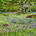 Meadow of Purple