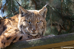 Carpathian lynx - Zoo Amneville