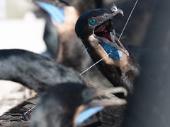 Brandt’s Cormorant and Fishing Monofilament