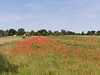 field of poppy