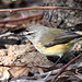 Yellow-rumped thornbill