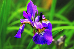 Artsy Purple Iris