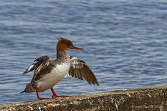 _PDN2935_Red-breasted Merganser; Navarre Beach, Florida