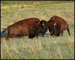 June 2, 2022 - Bison bulls battle! (Bill Hutchinson)