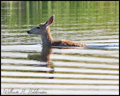 June 2, 2022 - Deer goes for a swim. (Bill Hutchinson)