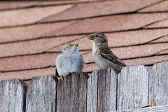 June 1, 2022 - Baby house finch begs for food from mom. (Tony's Takes)