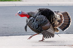 June 5, 2022 - A turkey makes some noise in Thornton. (Tony's Takes)