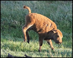 June 2, 2022 - A rambunctious bison calf. (Bill Hutchinson)