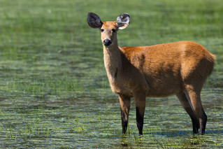 Marsh Deer ( Endangered )