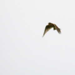 Sånglärka, Alauda arvensis, Eurasian skylark