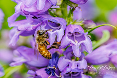June 5, 2022 - June blooms and a bee in Thornton. (Tony's Takes)