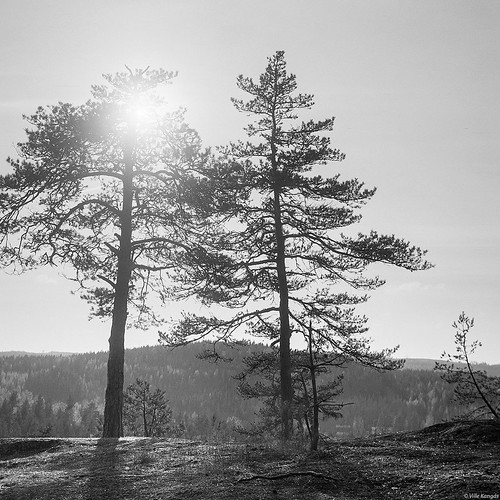 Pine trees in sunlight