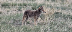 June 9, 2022 - A beautiful coyote along the Big Dry Creek Trail. (David Canfield)