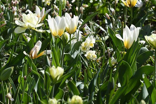 Tulipan, Tulip, Tulpen (Tulipa)-6204