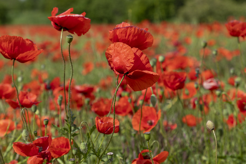 Mo(h)ntag - Monday is poppy day<br/>© <a href="https://flickr.com/people/81504125@N00" target="_blank" rel="nofollow">81504125@N00</a> (<a href="https://flickr.com/photo.gne?id=52143171615" target="_blank" rel="nofollow">Flickr</a>)