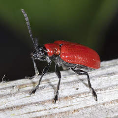 Red Lily Beetle