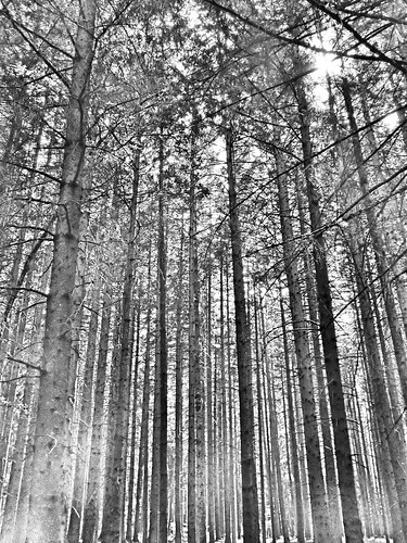 Trees Grayscale