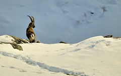 Italy, Alpine ibex