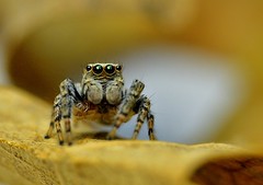 Italy, jumping spider