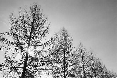 Row of larches