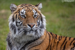 Bengal Tigress - Pakawi Park - Belgium