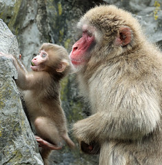 Japanese macaque Oairi Daiza LF1A0471