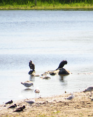 Cormorants, gulls and shorebirds