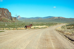 The High Road - Jungo Road, State Route 49 - Wild Horse