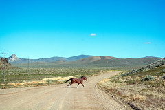 The High Road - Jungo Road, State Route 49 - Wild Horse