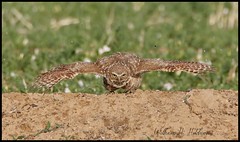 June 17, 2022 - Burrowing owl showing off. (Bill Hutchinson)