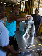 loading up the milling machine with sliced and dried banana...