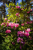 Rhododendra