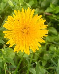 :Dandelion: This is NOT a weed, this is a wild herb. Edible from the root to flower. Beneficial for cleansing the liver and kidneys therefore the entire blood, organ, lymphatic system. Grows in highly magnetic places and full of iron! If you see it but do