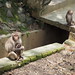 Salagiri's famous monkey's