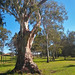 River red gum in the park in Oakey