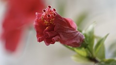 Hibiscus bud