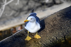 Seagull<br/>© <a href="https://flickr.com/people/10909746@N05" target="_blank" rel="nofollow">10909746@N05</a> (<a href="https://flickr.com/photo.gne?id=52165499591" target="_blank" rel="nofollow">Flickr</a>)