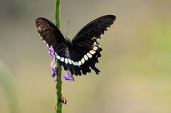 Butterflies from Purulia