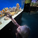 Ember pointing the clownfish