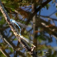 Common blue damselfly, Enallagma cyathigerum, Sjöflickslända
