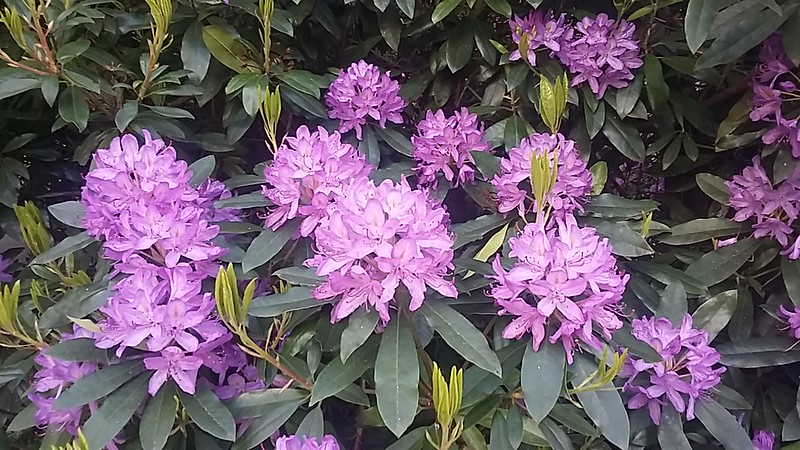 Rhododendron Bush, Kelvingrove Park, Glasgow, May 2022<br/>© <a href="https://flickr.com/people/49158943@N04" target="_blank" rel="nofollow">49158943@N04</a> (<a href="https://flickr.com/photo.gne?id=52171473017" target="_blank" rel="nofollow">Flickr</a>)