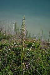 Lizard Orchids at the end of the world