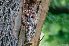 Tawny Owl, Strix aluco