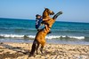 Horses Hammamet Tunisia 2022