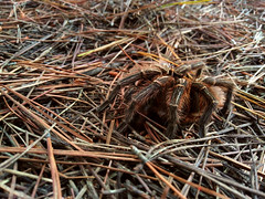 Araña pollito (Grammostola rosea)