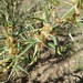 Xanthium spinosum fruit CWS 4