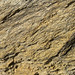 Impure marble (Birch Hill Sequence, Devonian) (Duckering Staircase cliff, Fairbanks, Alaska, USA) 6